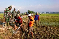 Petani dan TNI 'Perangi' Tikus Sawah Jelang Musim Tanam Padi