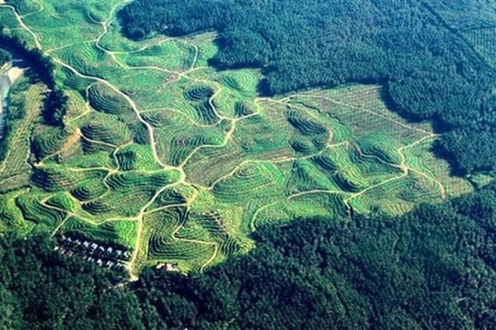 Kebun Sawit Seluas 75 Ribu Ha Milik SDG Masih 'Bertengger' di Kawasan Hutan, INPEST: 'Semakin Lama Didiamkan dan Diproduksi akan Besar Biaya Dendanya'