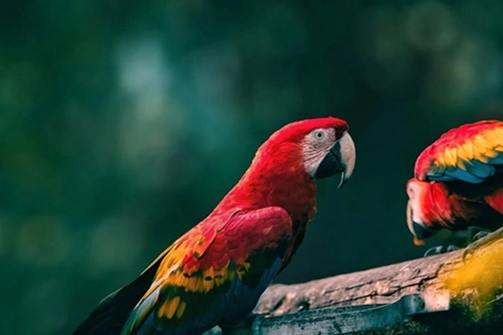 Burung Macaw Dikenal dengan Bulunya yang Cantik dan Eksotis, 'Harga Bisa Capai Rp40 Juta'