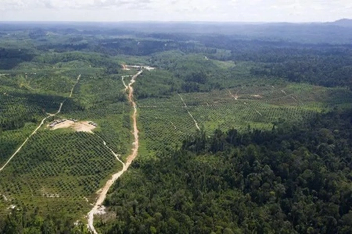 Rencana Pembukaan 20 Juta Hektare Hutan untuk Lahan Pangan, 'akan Sisihkan Orang Rimba dari Hutan Leluhur'