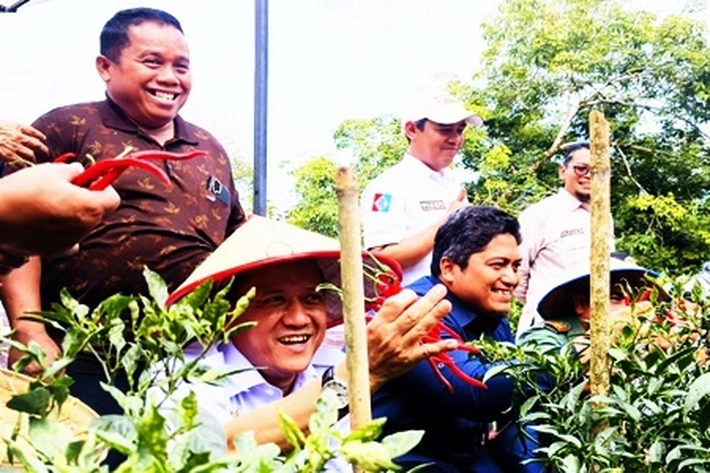 Program GNPIP 2025 Berhasil Panen Perdana Cabai Merah yang Bisa Kurangi Ketergantungan dari Pasokan Luar Daerah