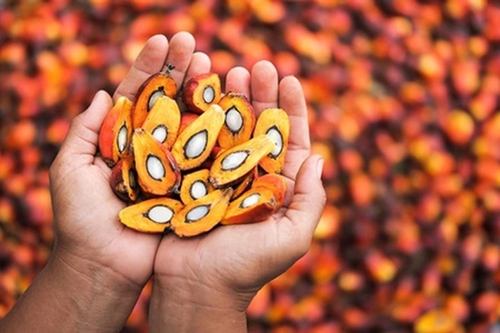 Harga Tandan Buah Segar Sawit di Riau Sudah Sentuh Angka Rp3.492 per Kg