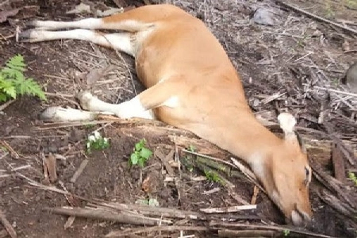 Sapi Bali Mati Mendadak, Diduga Terpapar Penyakit Menular