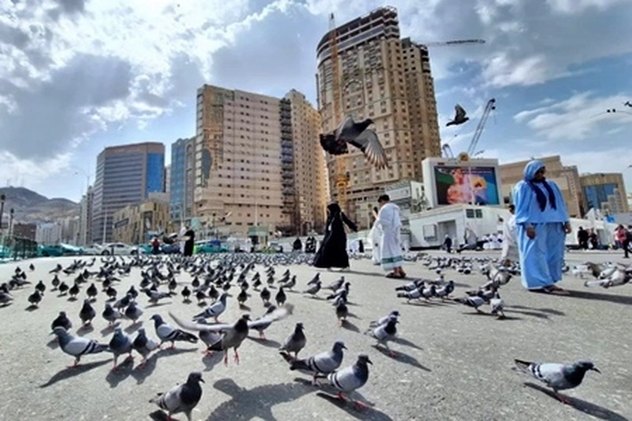 Mengapa Ada Begitu Banyak Merpati di Makkah dan Madinah?
