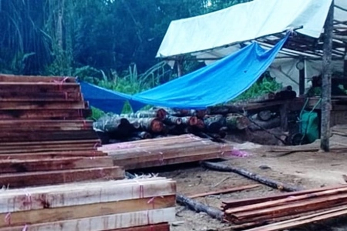 Aktivis SALAMBA Soroti Maraknya Pembalak Liar di Perbatasan TBK dan Kuala Kampar
