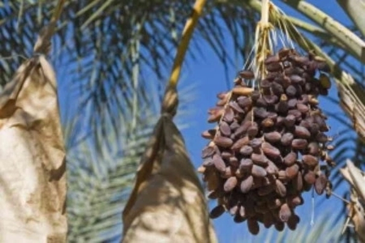 Ada 5 Jenis Kurma Termahal Sebagai Kesukaan Nabi Muhammad SAW 
