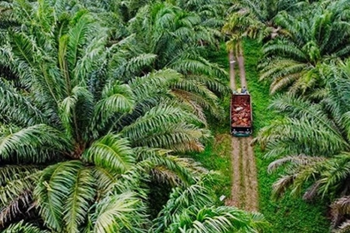 ASN PUPR Riau Diduga Miliki Kebun Sawit 63 Hektar, 'yang Dikelola Secara Pribadi di Kawasan HTI Milik PT NWR'