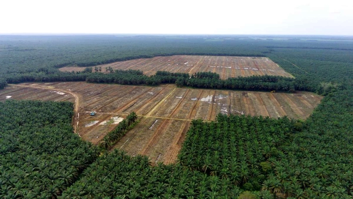 EOF, Jikalahari dan Walhi: Perusakan Hutan Terjadi Sejak 10-35 Tahun Lalu, 'yang tak Punya HGU dan Kebun Sawit di Kawasan Hutan Terus Ditindak'