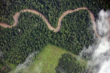 Sederet Perusahaan yang Terlibat Garap Kawasan Hutan Riau, 'Ada Surya Dumai Group yang Langgar UU Menjadikan Kebun Sawit Tanpa Perdulikan Lingkungan'