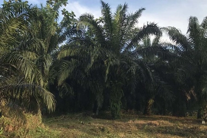 33 Perusahaan Dilaporkan ke Satgas Terpadu, Humas Joko Dwiyono: Kebun PT Inecda Plantations tak ada di Kawasan Hutan