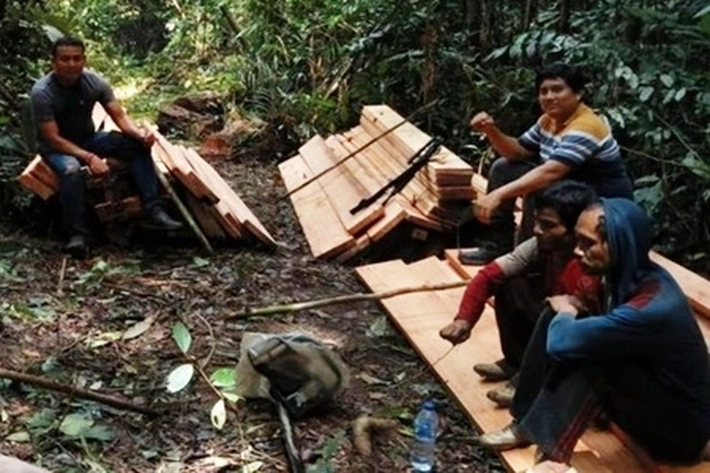 7 Perambah Hutan di Kawasan SM Rimbang Baling Ditangkap, Kayu Olahan dan Mesin Potong Disita