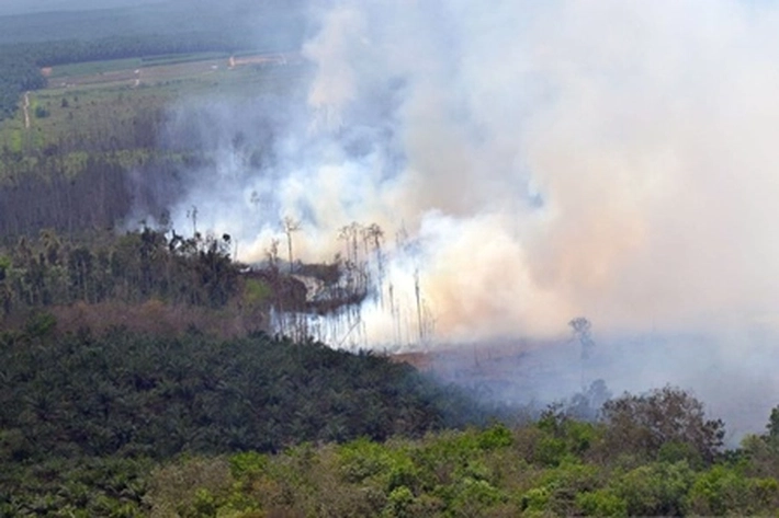 Kebakaran Hutan dan Lahan dapat Penanganan Khusus yang Meliputi Sumatera Selatan, Jambi dan Riau