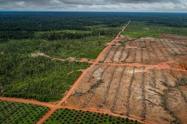 Praktik Buruk Tata Kelola dan Legalitas Perkebunan Sawit di Kawasan Hutan, 'yang Bisa Menyokong Kejahatan Lingkungan'
