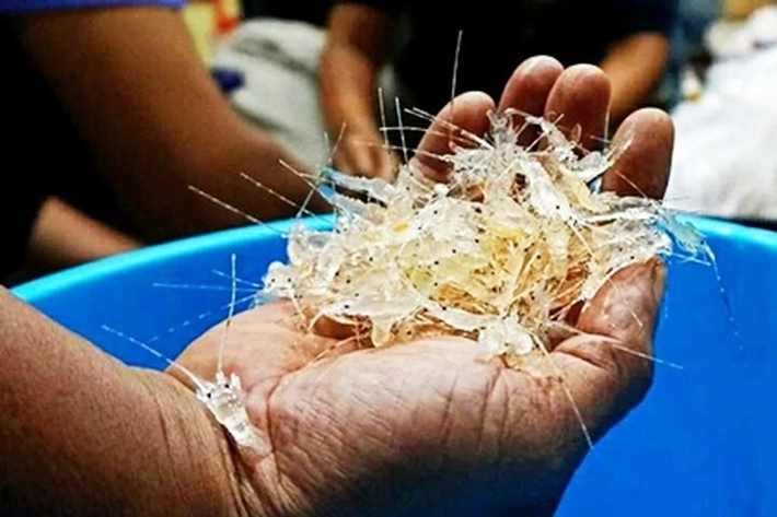 Pemerintah Terus Bendung Penyeludupan Benih Lobster via Batam yang Cara Kerjanya Mirip Sindikat Narkoba