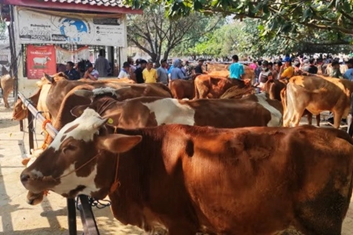 Baznas Targetkan Pengumpulan 7.000 Hewan Kurban untuk Disalurkan di Idul Adha 2025