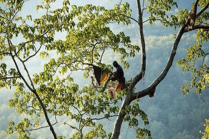 Madu Sialang Butiran Emas dari Hutan Siak Bisa Menembus Pasar Internasional