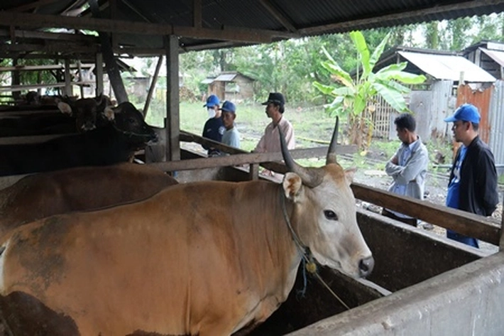 Stok Hewan Kurban Lokal Tidak Cukup di Karimun karena Permintaan Meningkat di Idul Adha 2025