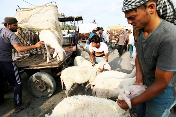Qurban Bukan Sekadar Ibadah, Tapi Wujud Kepedulian Sosial yang Berkelanjutan