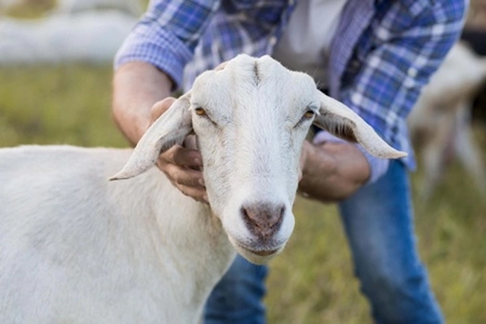 Qurban Bukan Sekadar Ibadah, Tapi Wujud Kepedulian Sosial yang Berkelanjutan