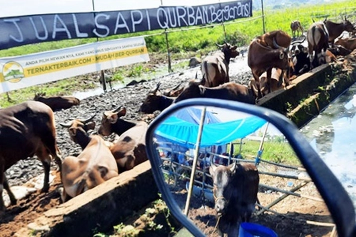 Stok Hewan Qurban dalam Kondisi Aman dan Melebihi Kebutuhan Jelang Iduladha 1446 Hijriyah