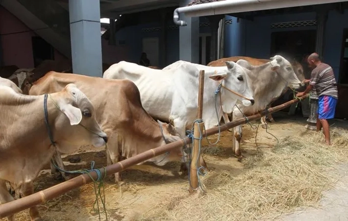 Penjual Hewan Kurban Mengeluhkan Sulitnya Memperoleh Sapi Bali