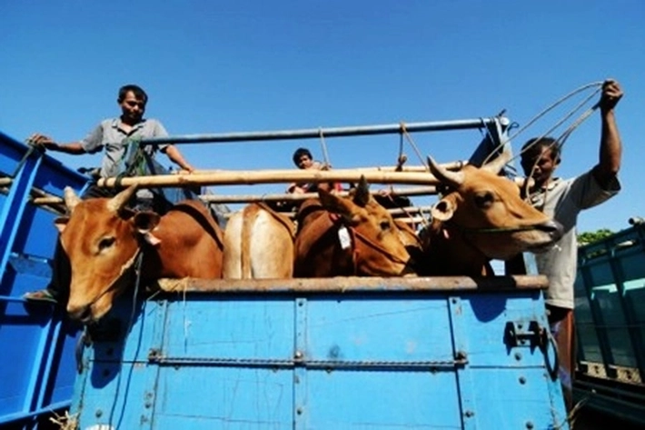 Pedagang Hewan Qurban Mengeluh karena Peminat Berkurang, 'Ketersediaan di Peternak Lokal Juga Alami Surplus'