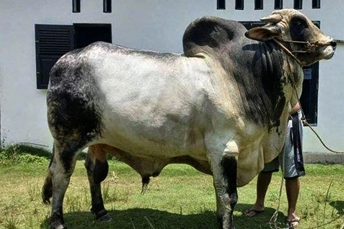 Pemprov Riau Usulkan 13 Sapi Qurban Bantuan Presiden untuk Disembelih di Perayaan Idul Adha 1446 Hijriyah