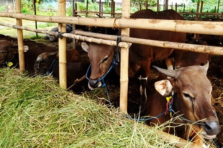 Jelang Idul Adha 2025, Peternak Sapi di Tanjungpinang Mulai Siapkan Hewan Qurban