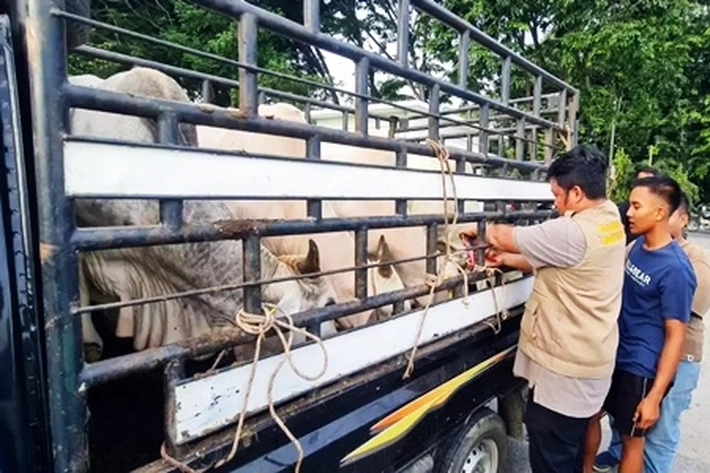Pemkab Asahan Mulai Lakukan Pemeriksaan Hewan Qurban, 'yang Kebutuhannya Sudah Aman'