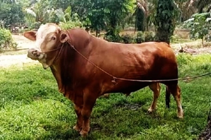 Sapi Milik Peternak Rohul Miliki Bobot 950 Kg dan 820 Kg Terpilih Jadi Hewan Kurban Presiden Prabowo