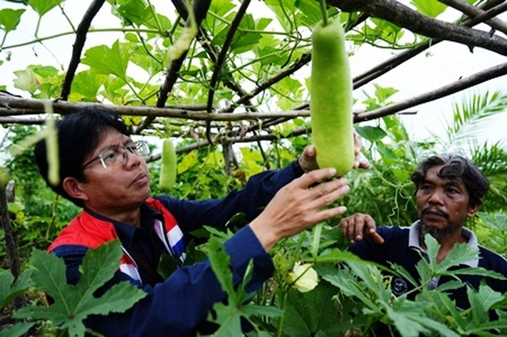 PT Kilang Pertamina Internasional Unit Dumai Kembangkan Agrowisata Buah Mekar Sejati Melalui Program CSR