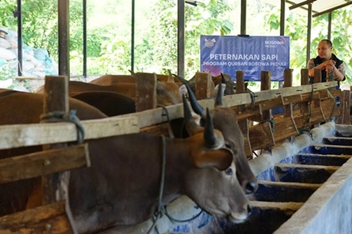 Presiden Prabowo Beri 13 Ekor Sapi Qurban untuk Riau dalam Menyambut Iduladha 1446 Hijriyah