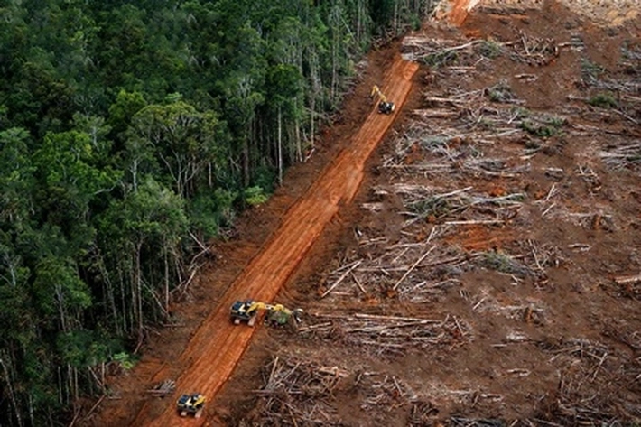 Perpres Penertiban Kawasan Hutan Bisa Bereskan Kisruh Bisnis Perkebunan Sawit, 'Tapi Juga Dinilai Niat Baik yang Bisa jadi Bencana'