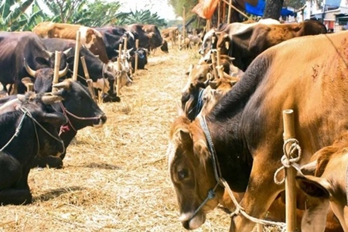 PTPN V Rutin Salurkan Hewan Qurban Setiap Tahunnya, 'dengan Jumlah yang Cukup Besar'
