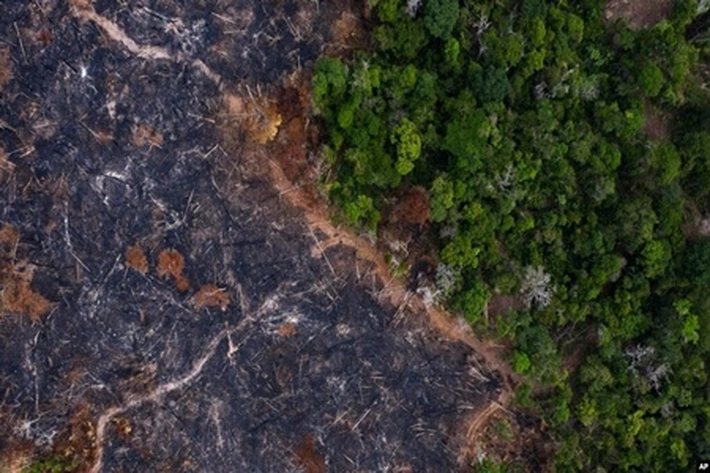 Laju Kerusakan Hutan Tropis Sudah Capai Rekor Tertinggi, Bagaimana Menghadang Perubahan Iklim