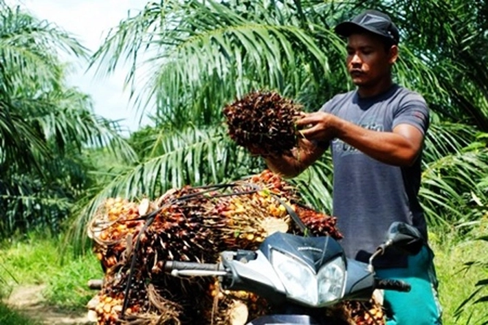 Lebih dari 3,4 Juta Warga Riau Gantungkan Hidup dari Sawit, Kata Kadisbun Syahrial Abdi