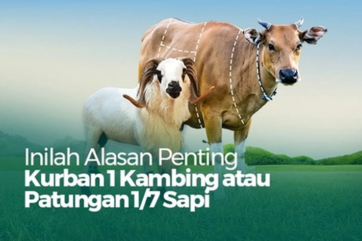 Kurban Merupakan Ibadah Sunnah Muakkad, Boleh Patungan Beli Sapi atau Sediakan Kambing Milik Sendiri