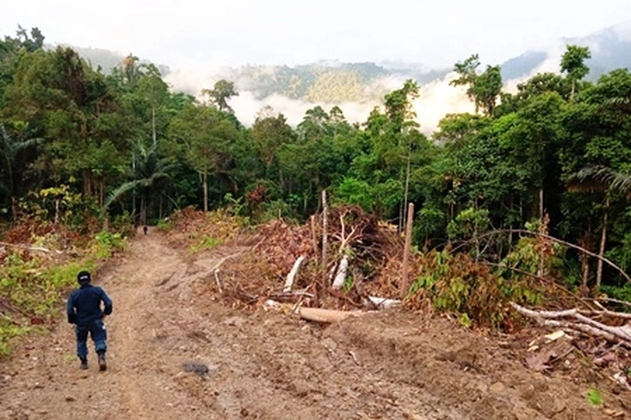 Sengkarut Kawasan Hutan Diharap Bisa Solusi Pamungkas di Bumi Pertiwi, 'Tapi Sebaliknya Malah jadi Bikin Jantungan Setiap Orang'