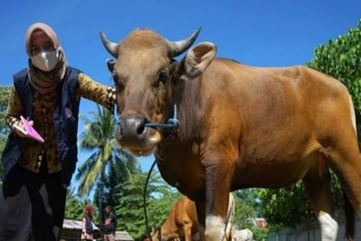 Pakar Ungkap Kurban Menjadi Bukti Ketakwaan Seseorang pada Allah Ta'ala
