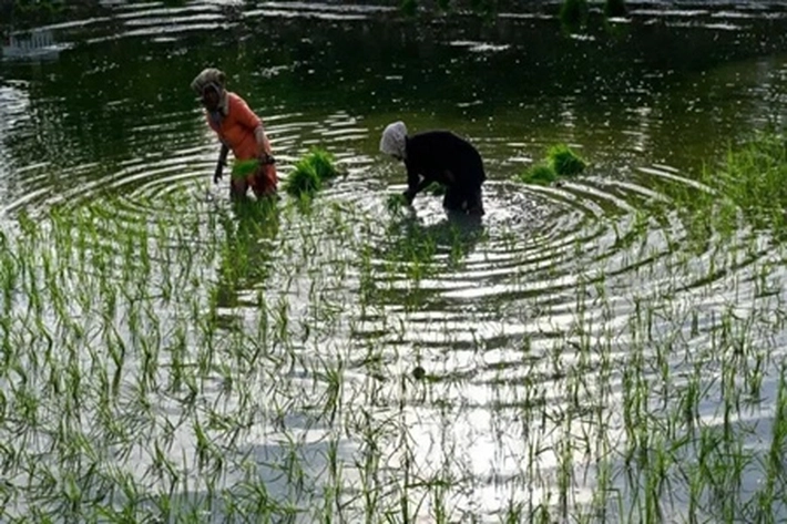 Petani Hadapi Perubahan Iklim dalam Tingkatkan Arsenik pada Bahan Makanan Beras, Peneliti: mereka Hadapi Risiko untuk Pengendalian Pangan