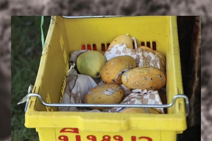 Bea Cukai Musnahkan Mangga Ilegal Asal Malaysia yang Masuk ke Dumai