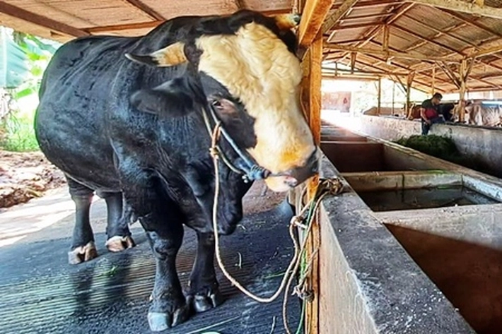  Sapi Kurban Jenis Simmental Seberat 850 Kg Bantuan dari Presiden RI Dirawat Peternak Bintan