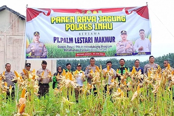 Dukung Program Asta Cita Presiden RI, Polsek Batang Gansal Bersama PT PLM Panen Raya Jagung