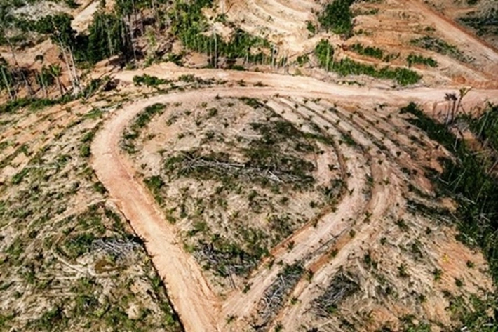 Ratusan Ribu Hektar Lahan Sawit Eks HGU Dibiarkan Menganggur dan Terbengkalai, 'Jadi Pengaruhi PAD Sumut'