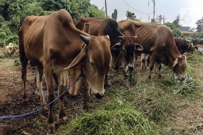 131 Ekor Sapi Kurban Bantuan Pemprov Riau Disalurkan Merata ke Kabupaten/Kota dalam Menyambut Idul Adha 1446 H