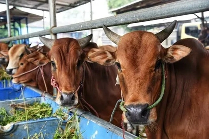 Ikatan Muslim Riau Andalan Potong 148 Hewan Kurban di Pelalawan