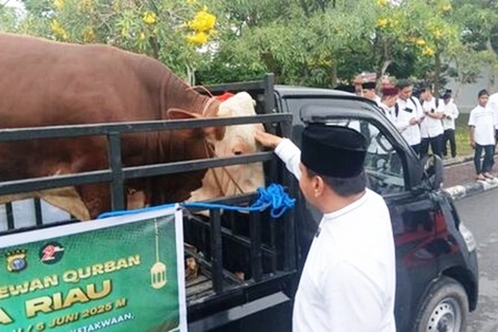 Polda Riau Salurkan 151 Sapi dan 48 Kambing Kurban di Momen Idul Adha 1446 H