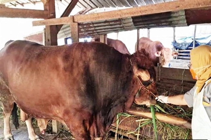  Sapi Kurban Jenis Simental Cross Bantuan dari Presiden Prabowo Seberat 950 Kg akan Disembelih di Masjid Raya Annur