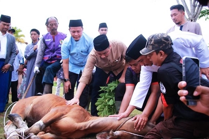 Pemko Pekanbaru Sembelih 14 Ekor Sapi Kurban di Hari Raya Iduladha
