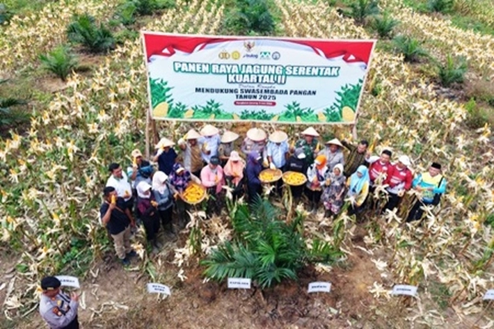 Kapolres AKBP Afrizal Asri Hadiri Panen Raya Jagung di Lokasi PT Musim Mas Est I Pangkalan Lesung